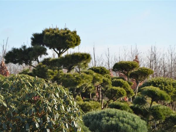New bonsai collection in our nursery