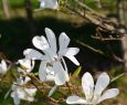 Japoninė magnolija
