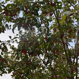 Apple tree 'Mokum'