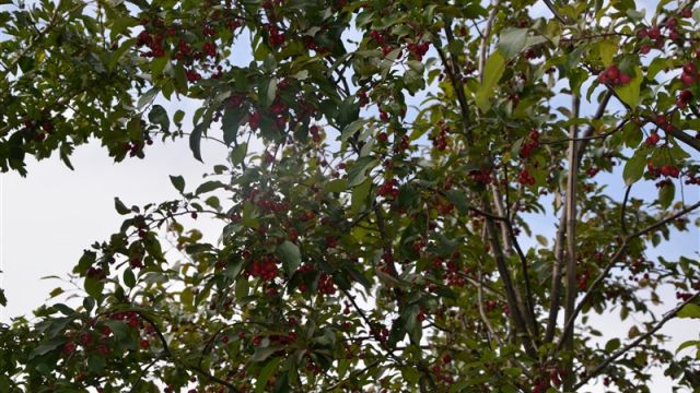Apple tree 'Mokum'