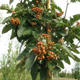 Swedish whitebeam 'Brouwers'