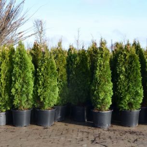 Eastern arborvitae 'Smaragd'