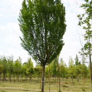 European hornbeam 'Fastigiata'