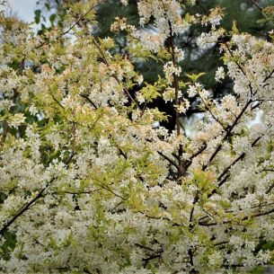 Amelanchier lamarckii